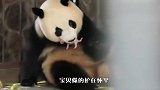国宝大熊猫是怎样把娃带偏的？看着看着画风就变了，看完笑岔气