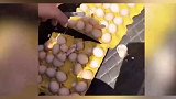 女子后备箱放三盘鸡蛋 天气太热直接孵出小鸡