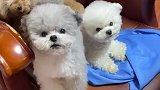 请问凳子上有几只小狗哈哈哈