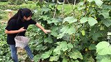 农村姑娘地里摘黄瓜，这样品种的黄瓜，你们认识吗？