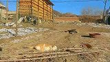我家的猫咪都成精了！精彩的空中捕猎！