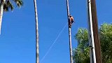 大哥的确是爬树高手，网友：不是为了生活谁愿意如此