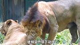 雄狮主动撩拨母狮，当母狮动情后，它的一个举动让母狮气的牙痒痒