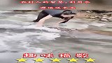 农村人的智慧，利用水源运送木头