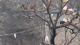 女子去农村发现鸡集体上树后大为不解
