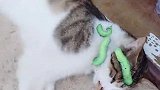 猫主人你太过分了，快把虫子给我拿下来！