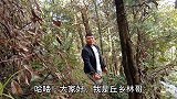 林哥去小时候放牛的地方捡山珍，肥美的牛肝菌一朵接一朵，真过瘾