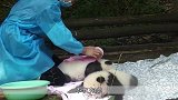 两只大熊猫爱洗澡，泡水里不出来，还不忘小打小闹，实在太可爱了