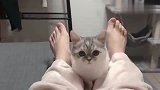 跟猫咪对视，看到最后，到底是谁赢了！