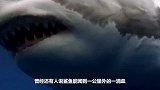 测试鲨鱼的嗅觉，它真的能闻到一公里外的一滴血吗？一起来了解下