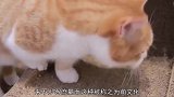 猫咪担任铁路站长，网友纷纷前去参观，猫：进站人员请缴纳小鱼干