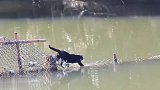 水陆两栖的喵星人，黑猫回家走捷径，趟水过河好身手
