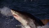 鲨鱼正在埋头苦干，疯狂撕扯鲸鱼血肉！殊不知一道黑影正暗中偷窥