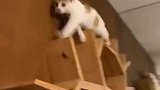 猫咪爬上横杆站不住，不断挣扎吓坏主人