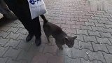 一只黑色流浪猫快速走来，一脸委屈：你怎么才来