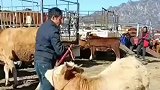 两岁母牛被卖主人装车途中竟跪地不走，场景让人动容万物皆有灵性