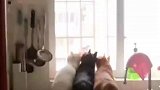 猫咪的本质是看热闹