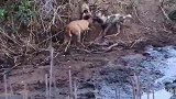 一只小羚羊以为河马是救星，从野狗群救出羚羊，最后却被河马误杀