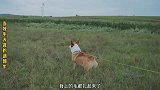 当小柯基遇到牛了，它真的可以当牧牛犬吗