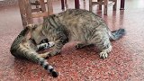 大猫最近抽什么风总是扑咬猫崽，难道这是在教捕猎技巧