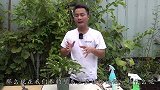 8月蟹爪兰元气“亏损”，先从它开始恢复