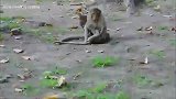猴妈为了小猴子打得你死我活的，真是为了孩子什么都做得出来