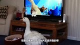 大白鹅正在看动画，主人突然换台，接下来憋住别笑！