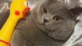凶残的猫咪也有弱点，竟然是怕一只玩具鸡，看完忍住别笑
