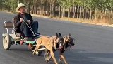 ‍两条狗狗拉着大爷在封闭路段尽情“兜风”，花式遛狗看呆路人