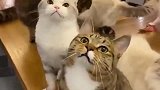 狸花猫：你别叫，全场只能我最嗲！