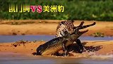 美洲豹一招擒拿鳄鱼，还是美洲豹技高一筹