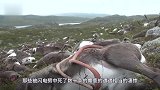 大雨过后，一条大鱼搁浅在礁石上，村民走近一看为时已晚！