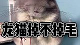 想知道龙猫掉不掉毛？