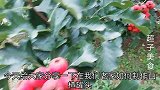 超子教您在家做山楂罐头，干净卫生，酸甜开胃，放一年都不会坏