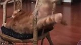 橘猫：不好意思，是我太高估自己的身材了！