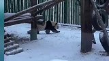 下雪了大熊猫佑佑出门后懵了，走出一步一卡顿的感觉