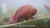 世界上唯一没有天敌的生物，已经存活了5亿年，冻不死也煮不烂