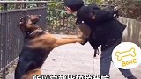 太暖了！狗子护主：你对她动手我对你动口