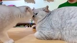 疯狂撒狗粮的一对猫咪，小姐姐羡慕的脸都红了，我看的都酸了