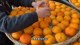 福建泉州桂洋柿饼，晒1批要手工反复揉捏30天，口感Q弹软糯