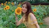 向日葵少女sunflower
