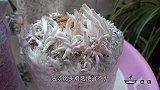 种蘑菇买蘑菇哪个更划算？味道品相怎么样？看我种的几种蘑菇