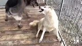 主人把雪橇犬扔到狼窝里，狗子的反应也太大胆了