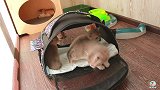 两窝小奶猫的首次会面，好奇又紧张的样子超可爱
