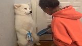 狗狗犯错站墙角，被铲屎官教训，委屈巴巴表情真逗！