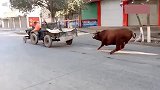 小爆脾气又来了，一头牛的力量了解下哈哈！