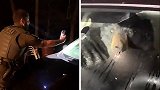 美国：一头黑熊进入汽车找食物被困