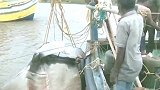 印度渔民捕获3吨魔鬼鱼 价值5万卢比