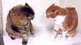 两只喵星人打架：心痛左边的猫猫，头都被打扁了