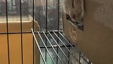 猫爸猫妈领养计划25，给“暴脾气”猫妈剪指甲